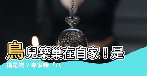 鳥兒在家築巢|【鳥在家裡築巢】鳥兒築巢在自家！是福是禍？專家曝。